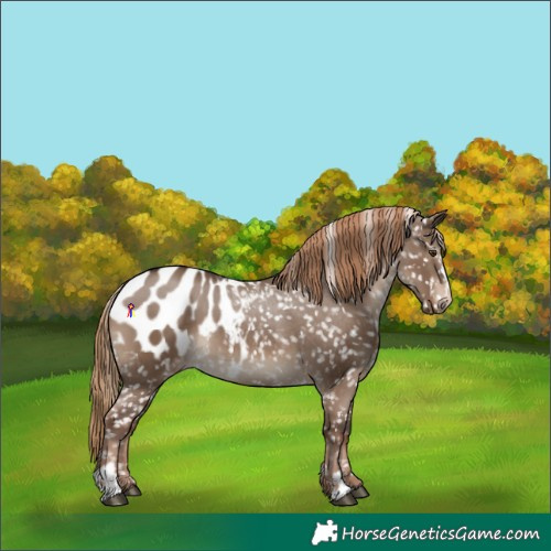 Horse Color:Liver Red Dun Sabino Appaloosa 