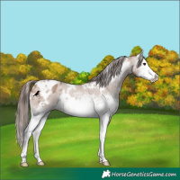 Horse Color:White Spotted Classic Champagne Varnish 