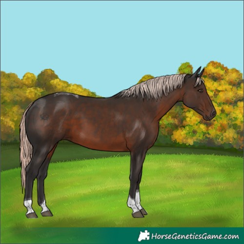 Horse Color:Liver Chestnut Mushroom Tobiano 