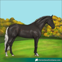 Horse Color:Liver Chestnut Mushroom 
