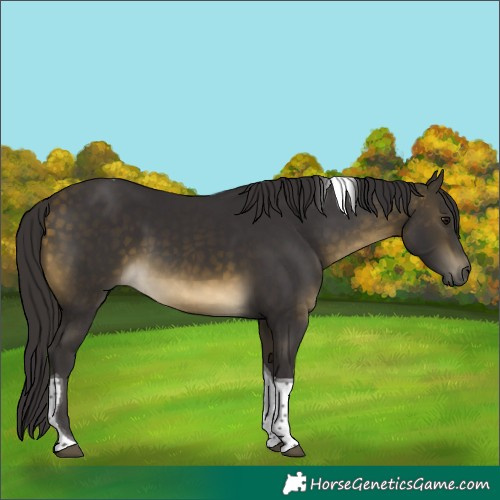 Horse Color:Buckskin Tobiano Rabicano 