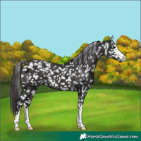 Horse Color:Smoky Black Snowflake Varnish 