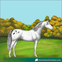 Horse Color:Black Appaloosa 