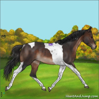 Horse Color:Brown Tobiano Rabicano