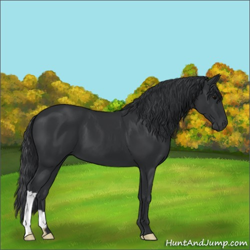 Horse Color:Black 