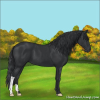 Horse Color:Black 