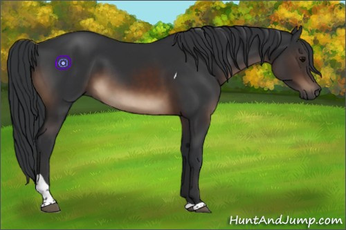 Horse Color:Brown Tobiano Rabicano