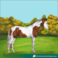 Horse Color:Chestnut Splash Tobiano 