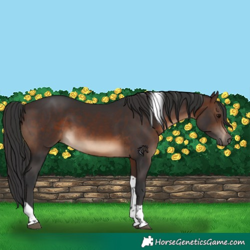 Horse Color:Brown Tobiano Rabicano
