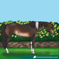 Horse Color:Brown Tobiano Rabicano 