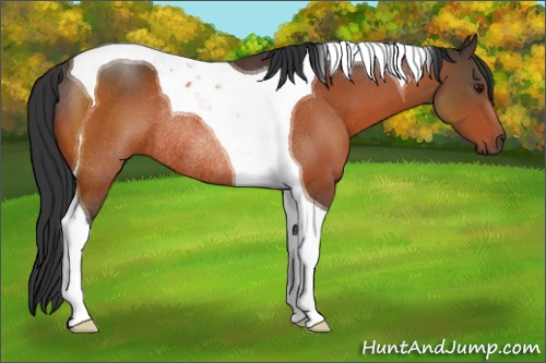 Horse Color:Brown Tobiano Rabicano 