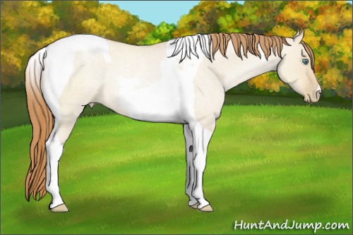 Horse Color:Smoky Grullo Roan Pearl Tobiano Rabicano 