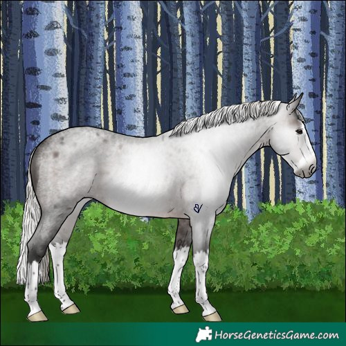 Horse Color:Gray Silver Brown Roan Splash Rabicano 