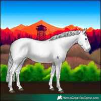 Horse Color:Gray Brown Roan Splash Rabicano 
