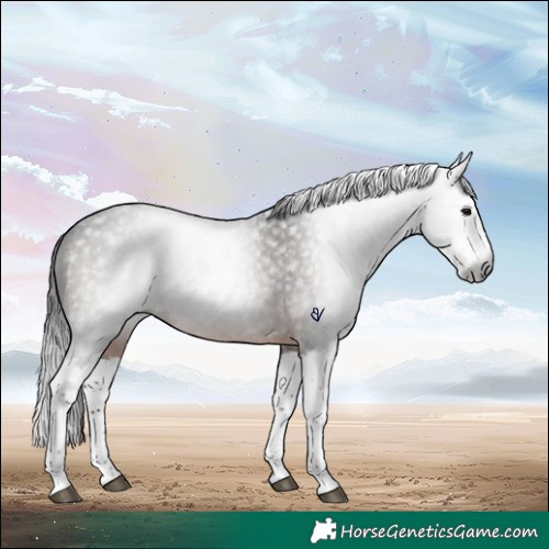 Horse Color:Gray Brown Roan Splash Rabicano 