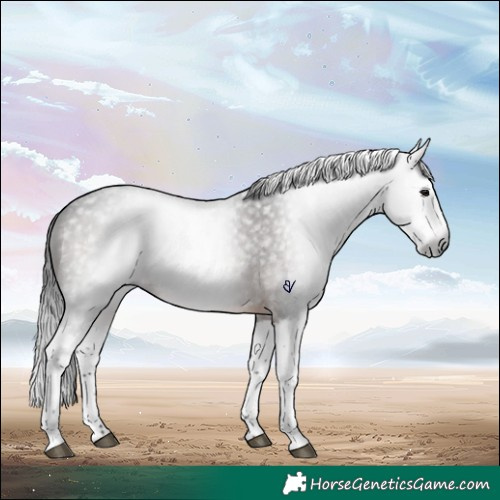 Horse Color:Gray Brown Roan Splash Rabicano 