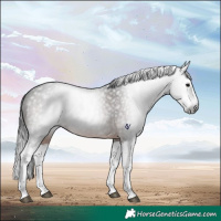Horse Color:Gray Brown Roan Splash Rabicano 