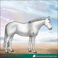 Horse Color:Gray Brown Roan Splash Rabicano 
