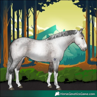 Horse Color:Gray Bay Roan Splash Rabicano 