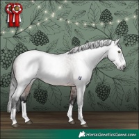 Horse Color:Gray Bay Roan Splash Rabicano 