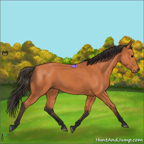 Horse Color:Bay 