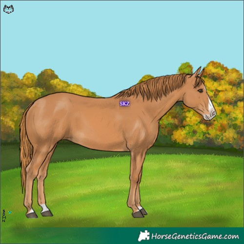 Horse Color:Chestnut Splash