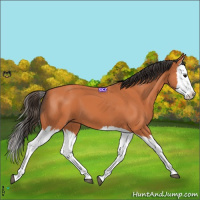 Horse Color:Bay Splash 