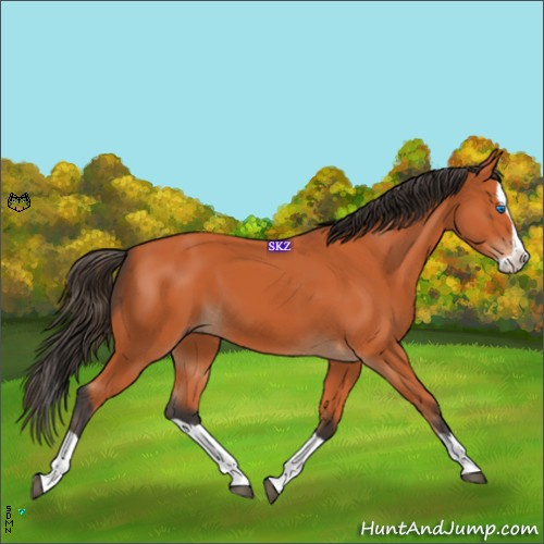 Horse Color:Bay Splash