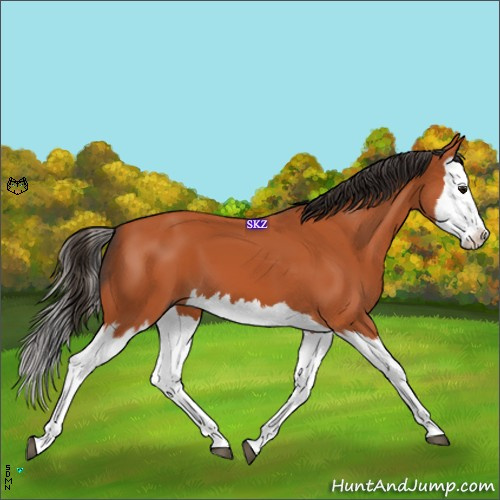 Horse Color:Bay Splash 