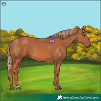 Horse Color:Chestnut 