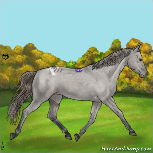 Horse Color:Grullo Blanket