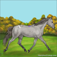 Horse Color:Grullo Blanket