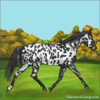 Horse Color:Black Near Leopard 