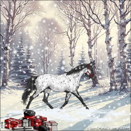 Horse Color:Black Near Leopard 