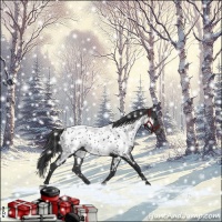 Horse Color:Black Appaloosa