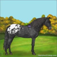 Horse Color:Black Appaloosa 