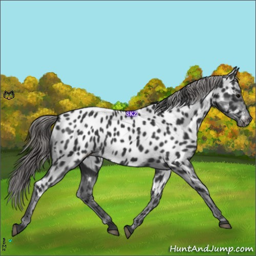 Horse Color:Black Near Leopard