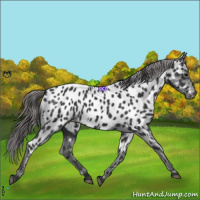 Horse Color:Black Near Leopard 