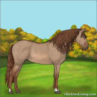 Horse Color:Red Dun Rabicano