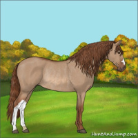 Horse Color:Red Dun Rabicano