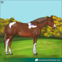 Horse Color:Chestnut Tobiano