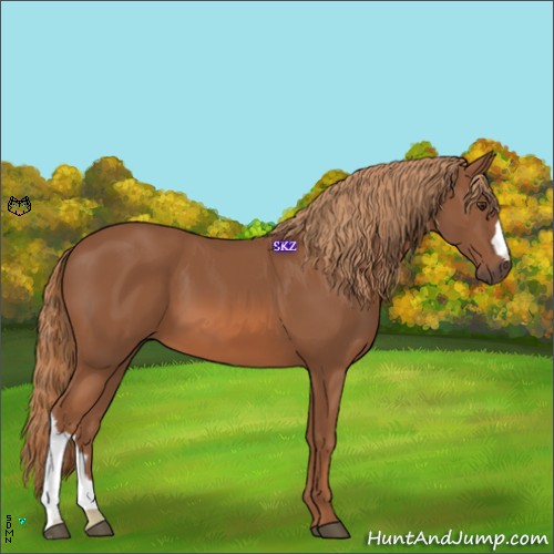 Horse Color:Chestnut 