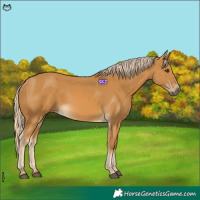 Horse Color:Palomino Rabicano 