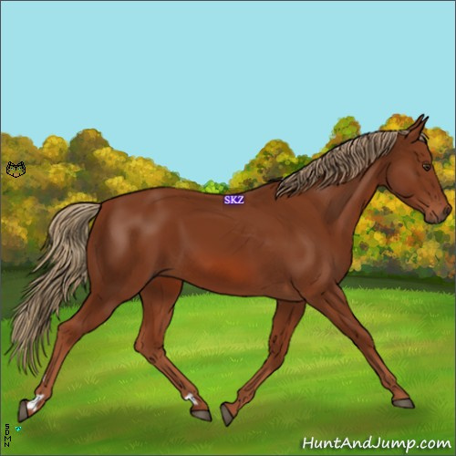 Horse Color:Chestnut 