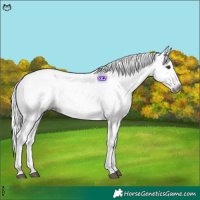 Horse Color:Gray Chestnut 