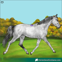Horse Color:Blue Roan Tobiano Rabicano and Gray Blue Roan Tobiano Rabicano