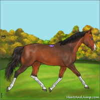 Horse Color:Bay Splash