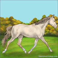 Horse Color:Gold Champagne Dun Splash Tobiano 