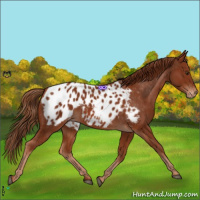 Horse Color:Chestnut Appaloosa