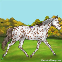 Horse Color:Chestnut Appaloosa 
